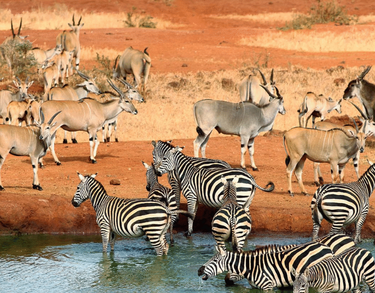 Kenya’s Largest National Park: tsavo