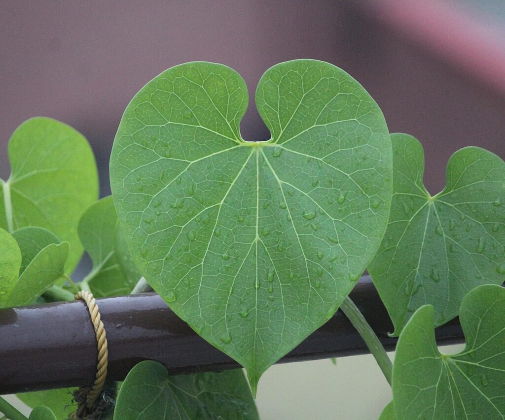 Tinospora cordifolia