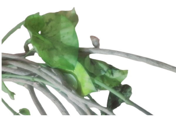 Tinospora cordifolia